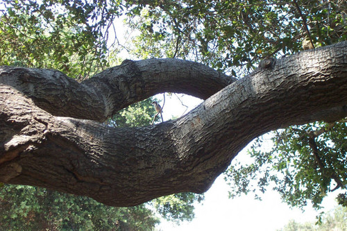 Bird on tree branch