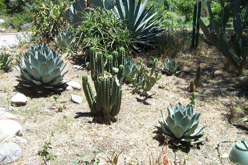 Desert plants