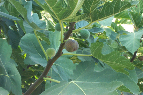 Bulb-like green growth