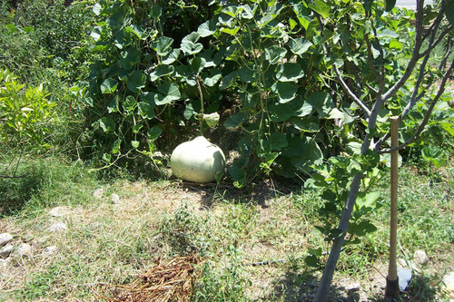 Possibly gourd or melon