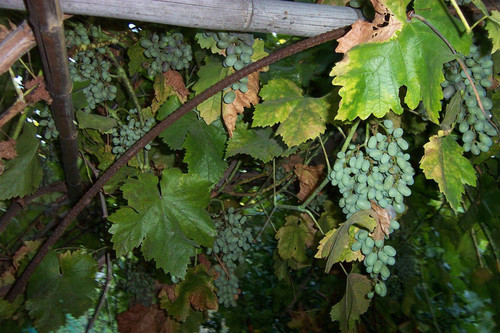 Green grapes on grapevine