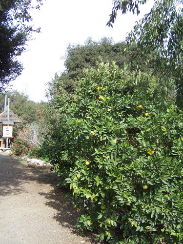 Fruit-bearing tree