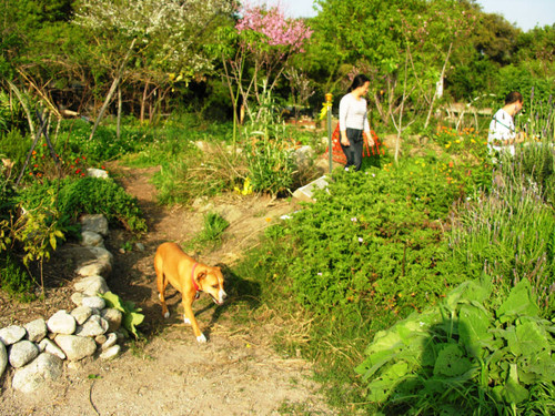 Dog in garden