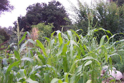 Low-angle view of grass