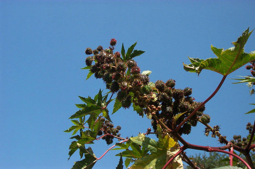 Spiny pods on branch