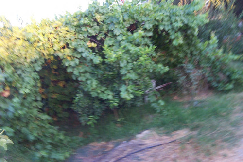 Blurry canted angle view of shrubs