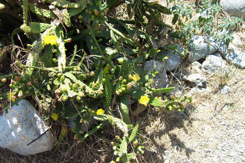 Cactus with yellow flowers