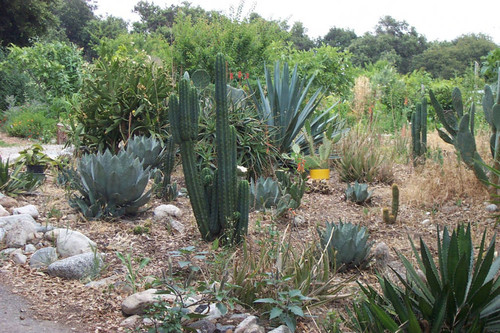 Green cactus