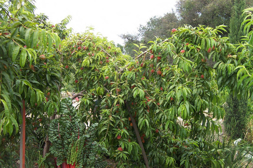 Tree with fruit