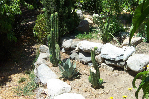 Desert plants