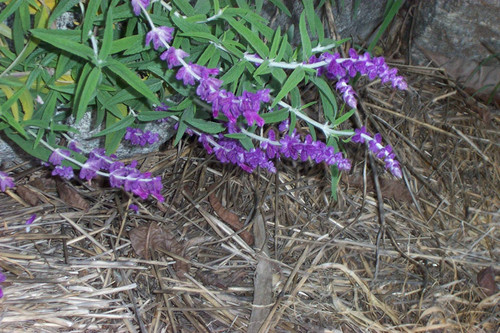 Purple flowers facing ground