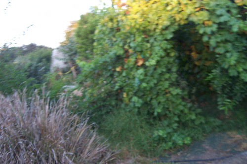 Blurry tilted view of shrubs