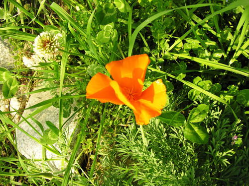 Orange flower surrounded by green leaves