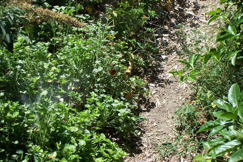 Spider web in plants