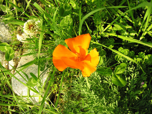 Flower with orange petals surrounded by green leaves