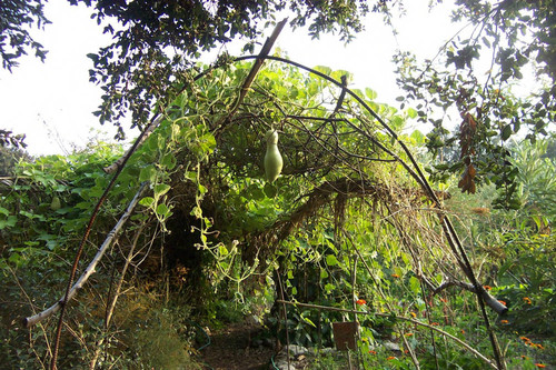 Green gourd