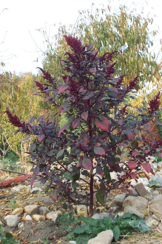 Plant with red-black leaves