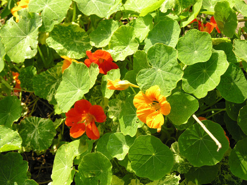 Orange flower and yellow flower