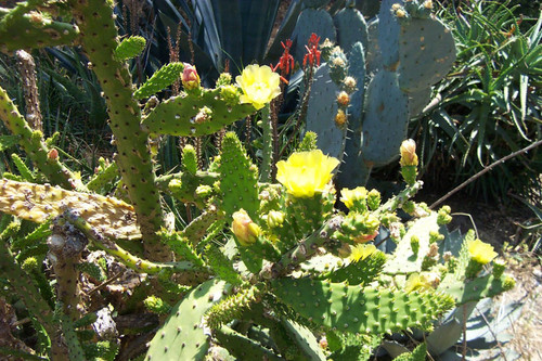 Cactus with yellow flowers