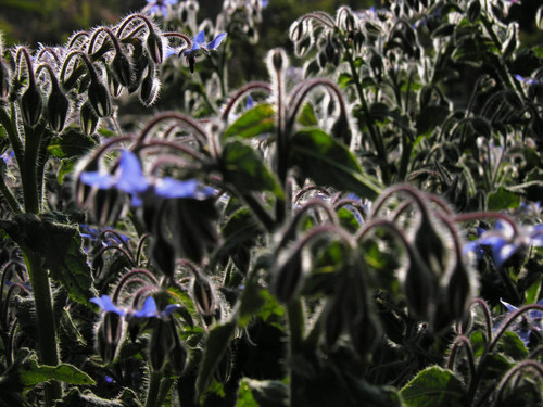 Blue flowers