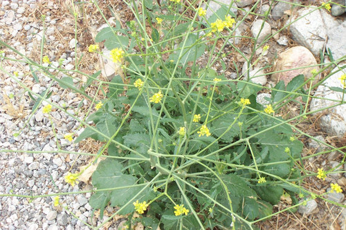 Plant with yellow flowers near gravel