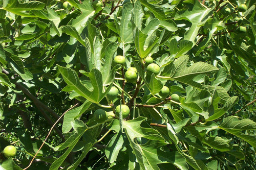 Green fruit