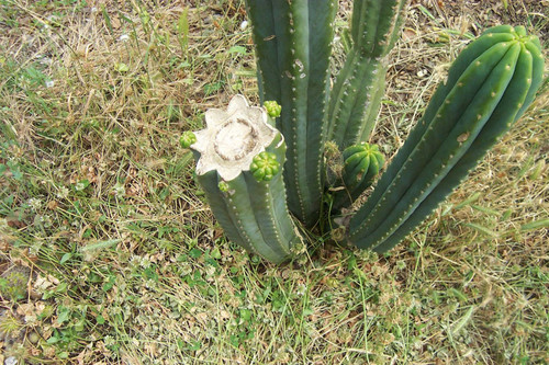 High-angle view of cactus