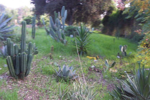 Blurry cacti and succulent plants