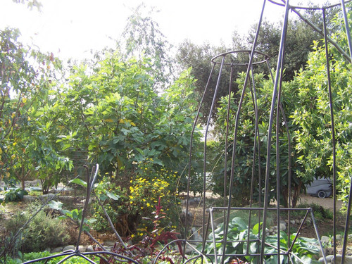 Garden plants and metal frames