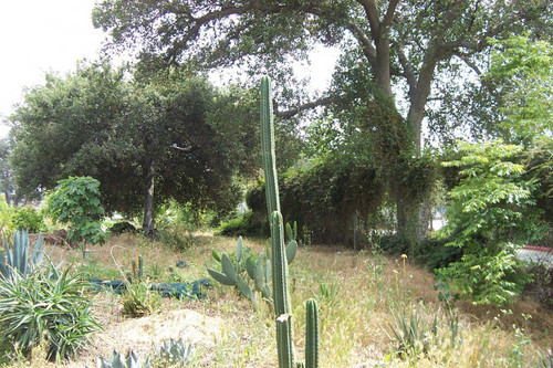 Pole-like cactus