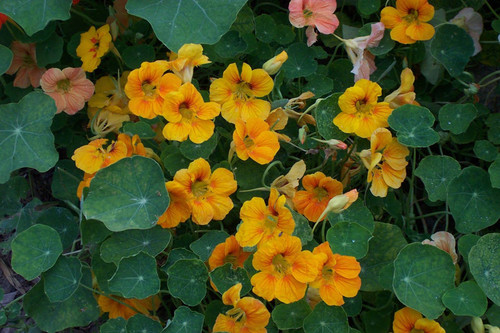 Yellow-orange flowers