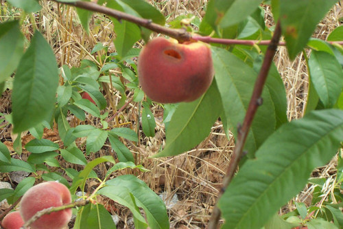 Close view of blurry fruit