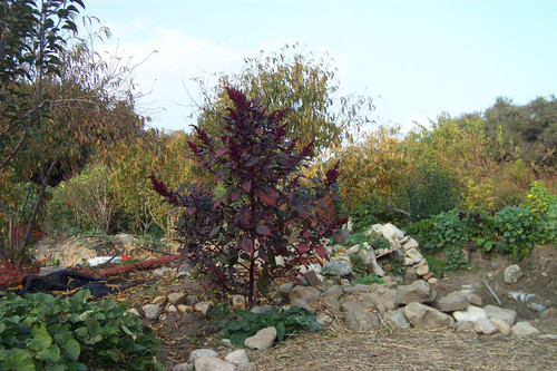 Red-black leaves