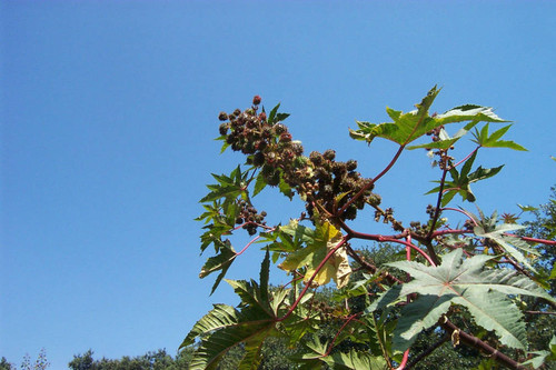 Spiny pods