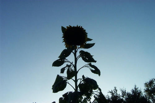 Silhouetted sunflower