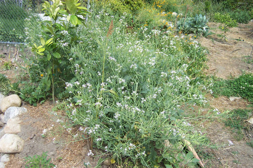 Shrub with flowers