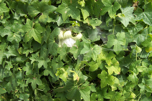 Spider webs on leaves