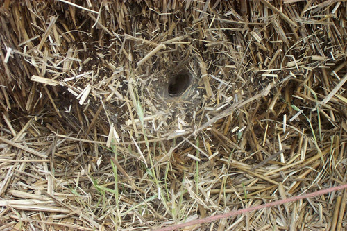 Close view of spider hole in hay