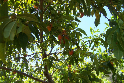 Tree with fruit