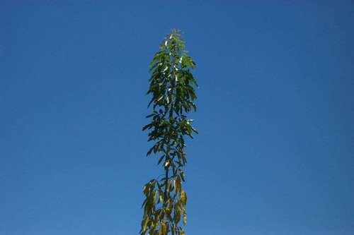 Green leaves, blue sky