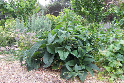 Plant with broad green leaves