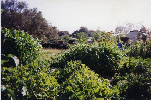 Farm view