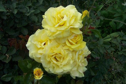 Group of yellow flowers