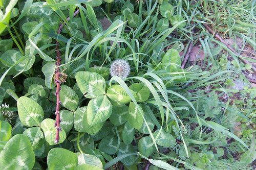 Dandelion seed head