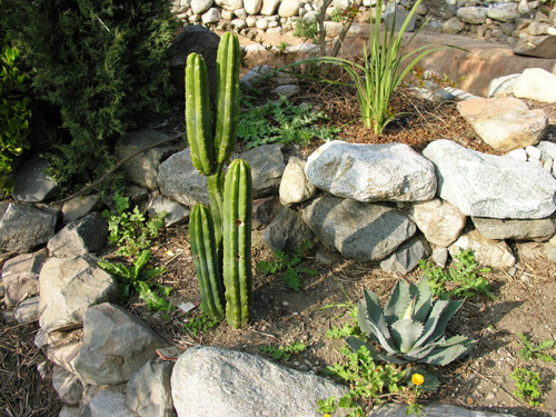 Desert plants