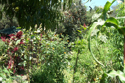 Plants in circular fence