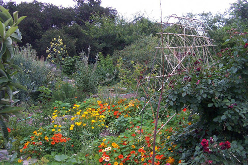 Plants and flowers