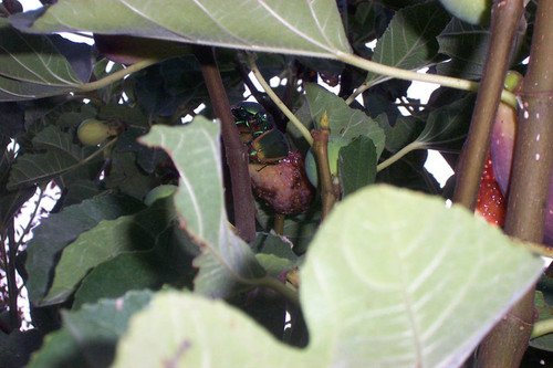 Beetle on rotting fruit on tree