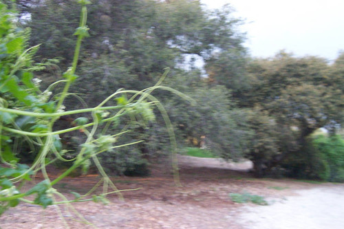 Blurry trees and leaves