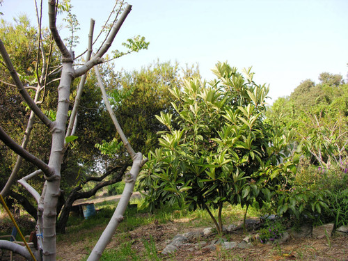 Tree without leaves and trees with leaves